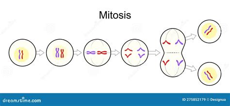Mitosis Cell Division Stock Illustration Illustration Of Asexual