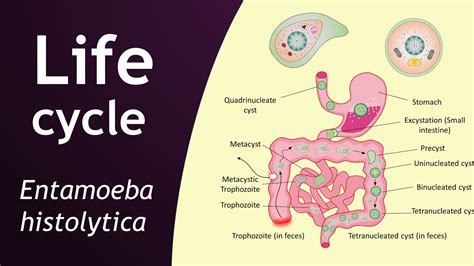 Life Cycle Of Entamoeba Histolytica Parasitology Basic Science