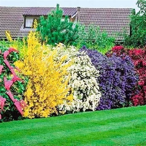 mixed shrub plants colourful hardy outdoor garden pots borders 5 plants uk garden