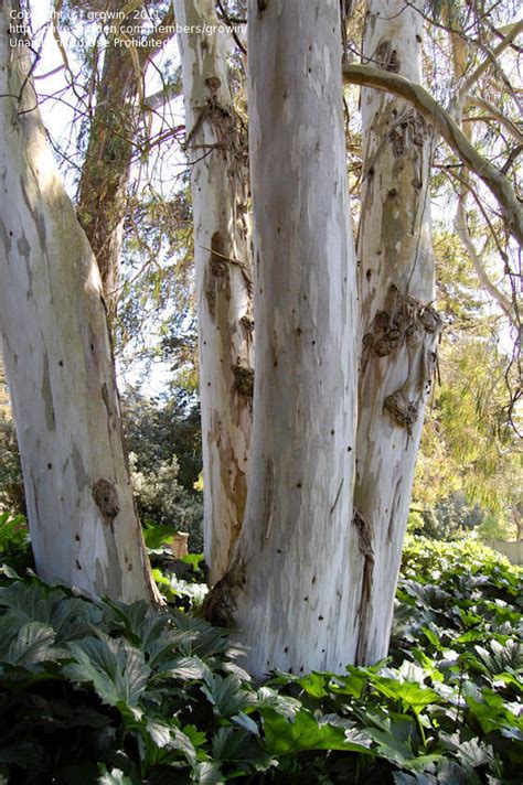 Plantfiles Pictures Eucalyptus Species Manna Gum Ribbon Gum White