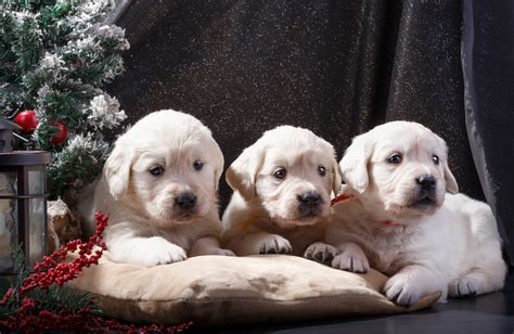 This list is updated regularly as puppies are reserved. White golden retriever puppies near me