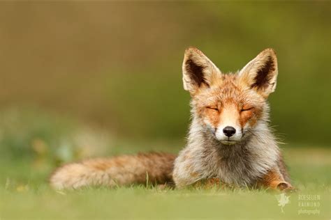 Nevertheless, netherlands and holland are names which have become popularly interchangeable when referring to this nation. Zen Foxes: Photographer Says We Should Learn How To Relax ...