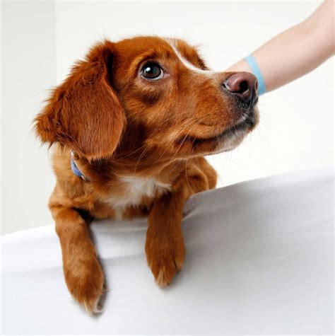 bocker dog breed   beagle cocker spaniel mixes