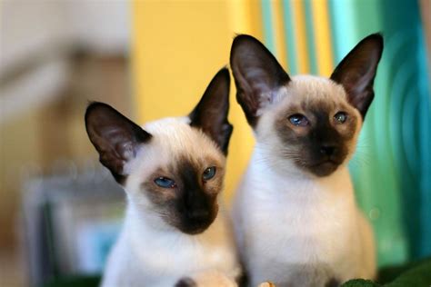 And many can adapt to a variety of household situations, including living with children and other pets. 8 Types of Siamese Cats | LoveToKnow