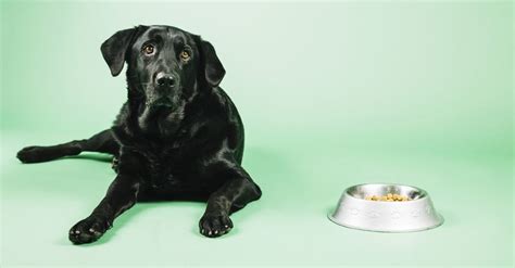 The dog food diet trope as used in popular culture. Is it alright if my small dog eats large dogs food ...