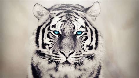 White Tiger Wallpapers Hd 65 Background Pictures