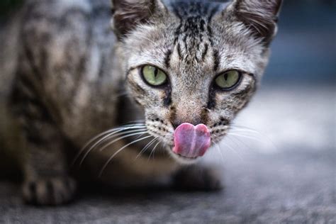 7 Reasons Why Cats Lick Their Lips