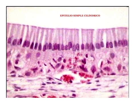 Histología Básica Epitelios De Revestimiento