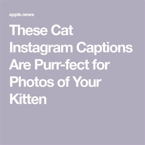These Cat Instagram Captions Are Purr Fect For Photos Of Your Kitten