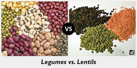 difference between legumes and lentils legumes lentils asparagus beans