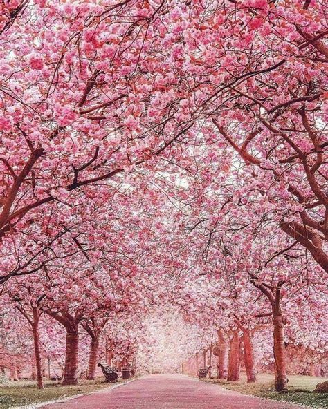 Beautiful Cherry Blossom Trees 🌸 Pink Blossom Tree Beautiful