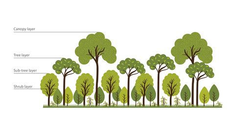 Multi Layered Native Forests Arizona Adam