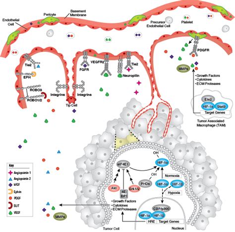 Angiogenesis Resources Cell Signaling Technology
