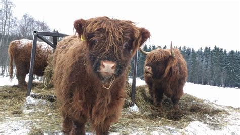 Scottish Highland Cattle In Finland Fluffy Calf And Cows 13th Of