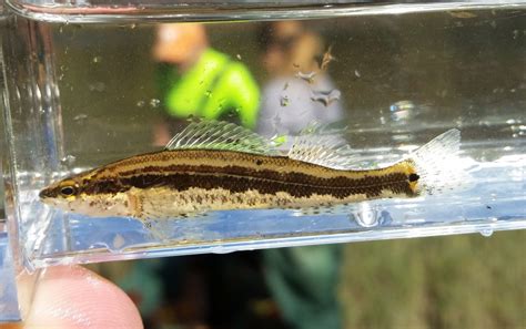 Percina Stictogaster Fishes Of The Upper Green River Ky · Inaturalist