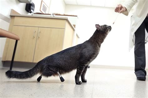 Cats Prosthetics Screwed Directly Into His Bones
