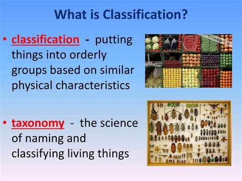 Ppt Classification Powerpoint Presentation Free Download Id2329047
