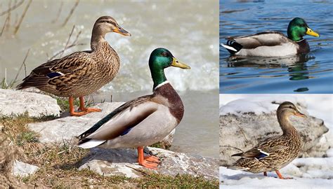 Mallard Duck Breed Everything You Need To Know