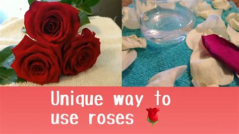 How To Make Homemade Rose Water With Fresh Roses Diy Rose Water Youtube