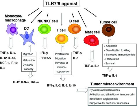 The Use Of Tlr7 And Tlr8 Ligands For The Enhancement Of Cancer