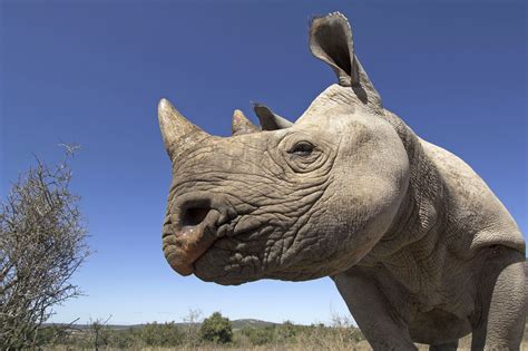 Rinoceronte Negro Cazawonke Caza Y Safaris
