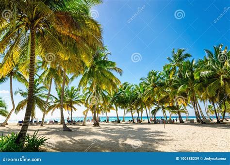 Exotic Caribbean Beach Full Of Beautiful Palm Trees Dominican Republic