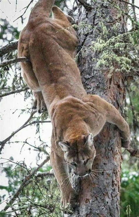 Look At This Absolute Unit Of A Mountain Lion Rnatureismetal