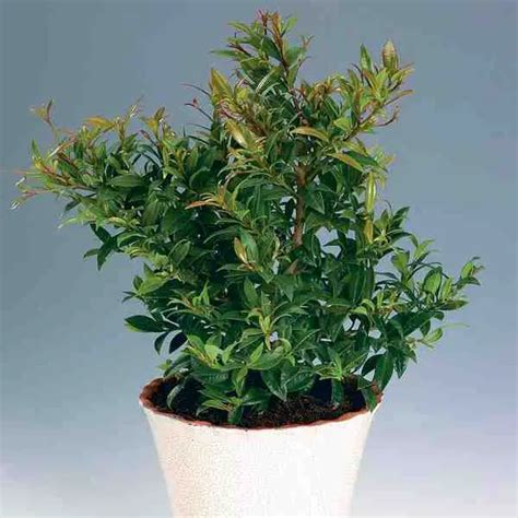 How To Grow And Care For Eugenia Topiary Plants Shineledlighting