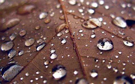 1920x1080px 1080p Free Download Leaf Rain Water Drop Bokeh