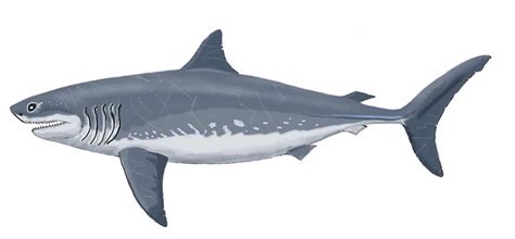 The Study Revealed The True Size Of The Giant Shark Megalodon