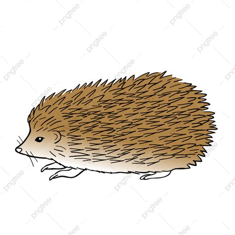 Hand Drawn Hedgehog Png Picture Hand Drawn Cartoon Design Element