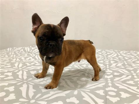 French Bulldog Puppies For Sale New York Ny 289592