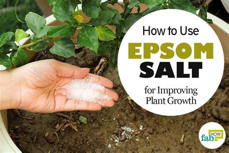 How To Use Epsom Salt In Garden For Improving Plant Growth Fab How