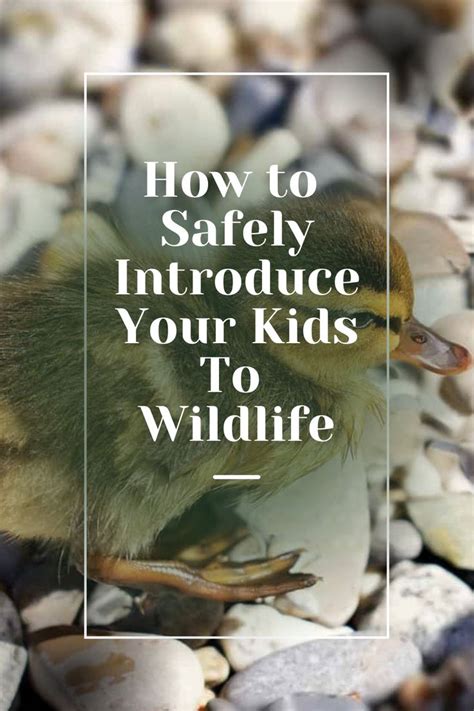 How To Safely Introduce Your Kids To Wildlife In 2022 How To