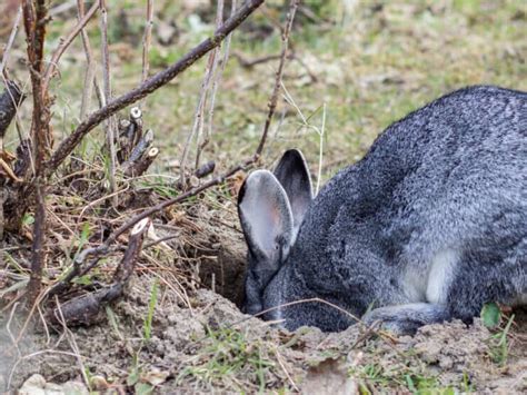Why Do Rabbits Dig Holesthe Playful Side Of Rabbit Digging 2023