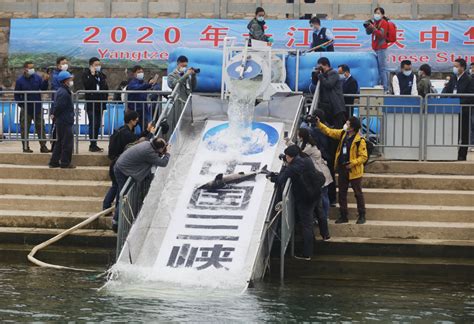 10000 Chinese Sturgeons Released Into Yangtze River Cn