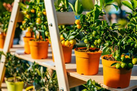 Tips For Choosing A Citrus Tree To Plant Kellogg Garden Organics