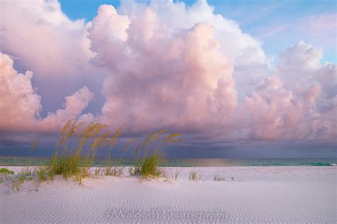 Sea Oats Under Pink Clouds Emerald Coast Florida Fine Art