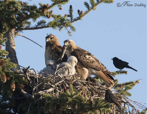 Red Tail Hawk Nest