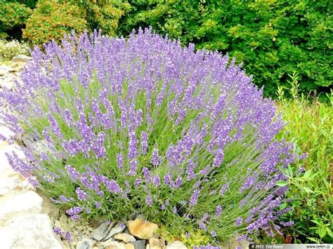 True English Lavender Seed Organic Herb Oils Fragrance Fresh Dried