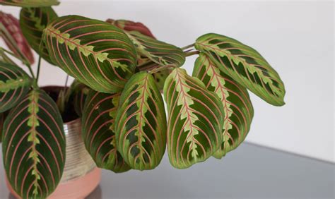 Prayer Plant Varieties With Pictures