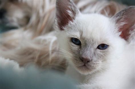 Free Images Animal Pet Kitten Feline Close Up Nose Whiskers