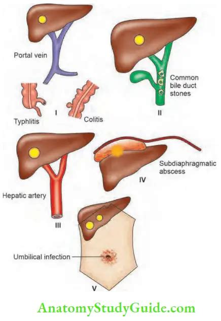 Liver Abscesses Types Clinical Features Investigations Anatomy