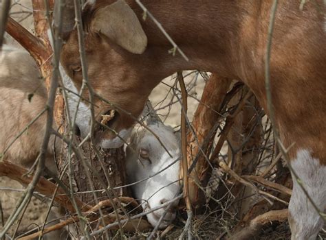 Goats Gobble Wildfire Fuel Around Wenatchee Where Dozens Of Homes