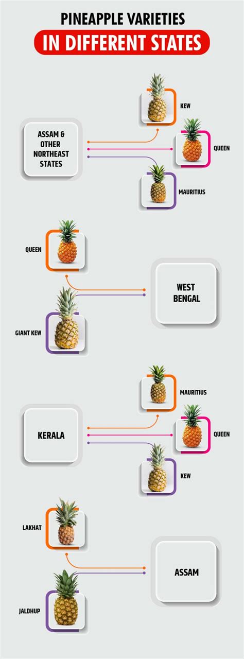 Pineapple Farming In India List Of Varieties And Health Benefits