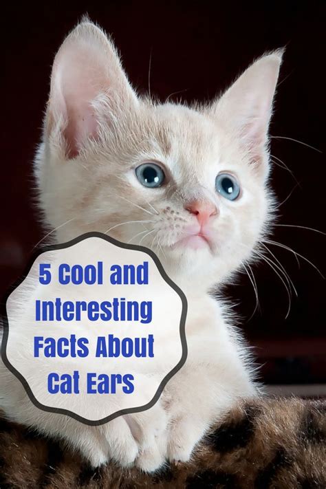 5 Cool And Interesting Facts About Cat Ears You May Not Know Catfacts