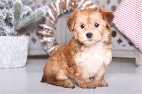 Morkie Puppies for Sale | Puppies Online, OH