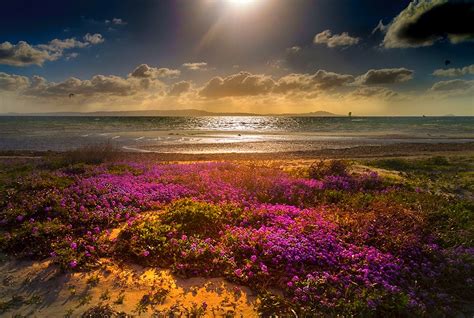 Julie Abelsen Flowers By The Sea Gold Beach Blue Flowers Pink Sea
