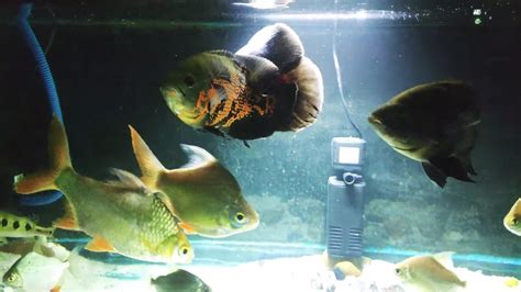 Oscar Fish Aquarium Youtube