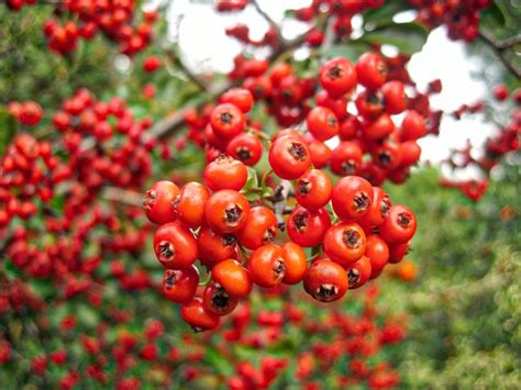 How To Identify A Tree With Red Berries Hunker